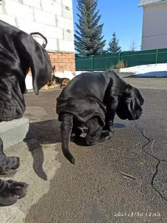 Additional photos: Neapolitan Mastiff puppies are the best