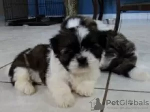 Photo №1. shih tzu - for sale in the city of Inari | negotiated | Announcement № 55302