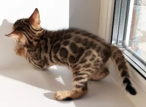 Additional photos: Bengal kittens