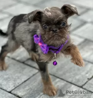 Photo №2 to announcement № 121186 for the sale of brussels griffon - buy in Serbia breeder