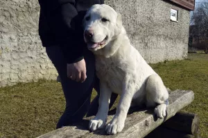 Photo №1. central asian shepherd dog - for sale in the city of Кипень | 141$ | Announcement № 6312