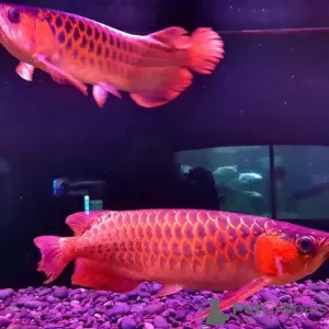 Photo №1. Super Red Arowana,Albino Stingray fish for sale in the city of Nashville. Price - 300$. Announcement № 8729