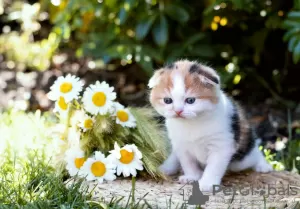 Photo №1. scottish fold - for sale in the city of Рускеала | Is free | Announcement № 12214