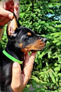 Additional photos: Doberman puppies