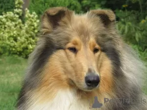 Additional photos: Rough Collie puppies