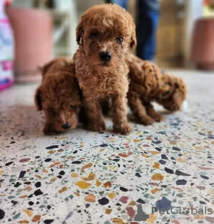 Photo №1. poodle (toy) - for sale in the city of Paris | Is free | Announcement № 98330