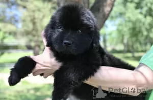 Photo №4. I will sell newfoundland dog in the city of Vilnius. breeder - price - negotiated