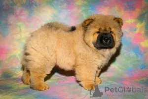 Additional photos: Chow Chow puppies