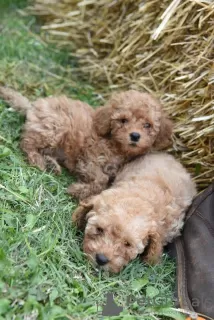 Photo №4. I will sell poodle (dwarf) in the city of Żabalj. breeder - price - negotiated