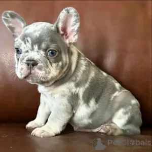 Photo №2 to announcement № 123126 for the sale of french bulldog - buy in United States breeder