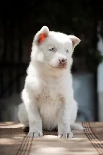 Additional photos: A puppy of the Yakut husky is waiting for the most caring fathers and mothers.