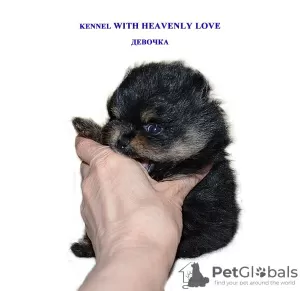 Photo №2 to announcement № 98778 for the sale of german spitz - buy in Russian Federation from nursery