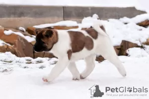 Additional photos: Puppy American Akita