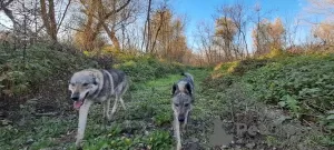 Additional photos: Czechoslovakian Wolfdog puppies