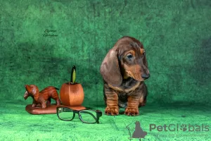 Photo №1. dachshund - for sale in the city of Kaliningrad | 1162$ | Announcement № 83994