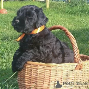 Photo №2 to announcement № 119696 for the sale of black russian terrier - buy in Lithuania private announcement