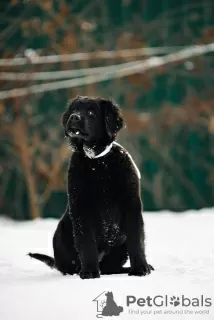 Photo №1. buryat-mongolian wolfhound - for sale in the city of Наро-Фоминск | 781$ | Announcement № 37069