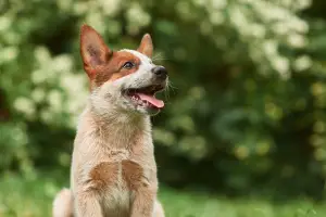 Photo №1. australian cattle dog - for sale in the city of Москва | 1132$ | Announcement № 2920