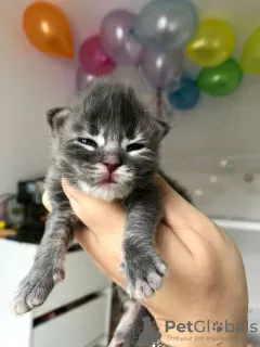 Photo №3. Healthy cute adorable and socialized Maine coon kittens. Germany