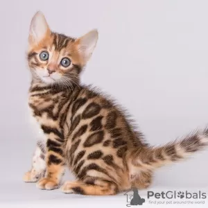 Photo №1. bengal cat - for sale in the city of Wiesbaden | 264$ | Announcement № 120773