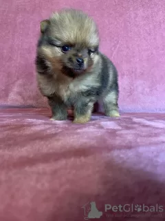 Photo №2 to announcement № 41449 for the sale of pomeranian - buy in Germany from nursery, breeder