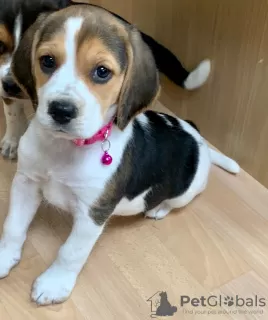 Additional photos: Beagle puppies