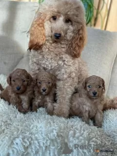 Photo №2 to announcement № 127471 for the sale of poodle (royal) - buy in Germany private announcement