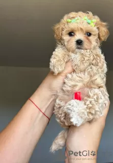 Photo №3. Cute Maltipoo puppy for adoption. Germany