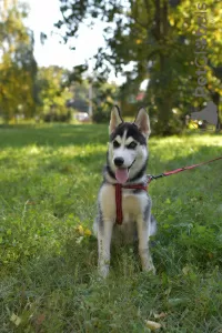 Photo №4. I will sell siberian husky in the city of Kiev. breeder - price - 220$