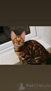 Additional photos: bengal kittens