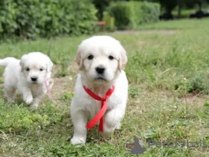 Additional photos: golden retriever puppies