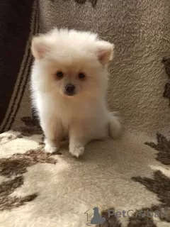 Additional photos: Pomeranian