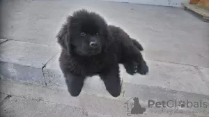 Additional photos: Newfoundland puppies