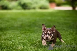 Additional photos: American Bully puppies for sale