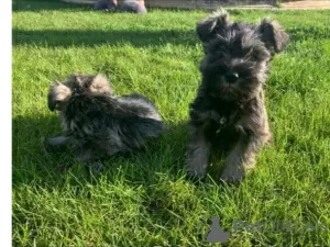 Photo №1. schnauzer - for sale in the city of Auckland | 528$ | Announcement № 57005