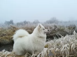 Additional photos: Samoyed puppies