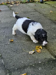 Photo №2 to announcement № 126815 for the sale of poodle (royal) - buy in Belgium breeder