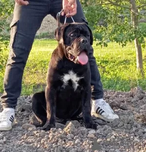 Additional photos: Cane Corso puppies