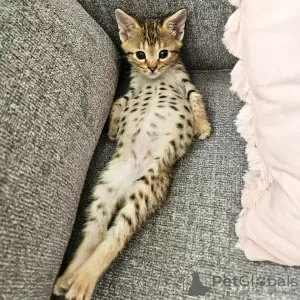 Photo №1. savannah cat - for sale in the city of Дармштадт | 359$ | Announcement № 123264