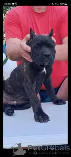 Additional photos: Cane Corso puppies for sale