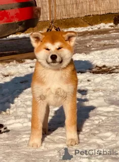 Additional photos: Japanese Akita Inu puppies