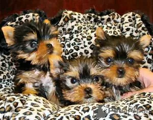 Photo №1. yorkshire terrier - for sale in the city of Jeddah | negotiated | Announcement № 20948