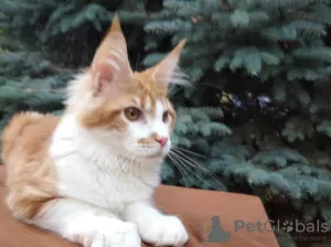 Photo №2 to announcement № 24384 for the sale of maine coon - buy in Moldova from nursery