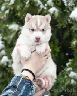 Photo №2 to announcement № 31091 for the sale of siberian husky - buy in Ukraine from nursery, breeder