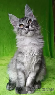 Photo №4. I will sell maine coon in the city of Barnaul. from nursery - price - negotiated