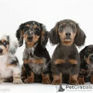 Photo №1. dachshund - for sale in the city of Hartford | 400$ | Announcement № 109933