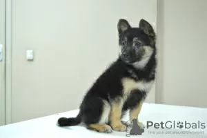 Photo №2 to announcement № 96890 for the sale of non-pedigree dogs - buy in Belarus private announcement