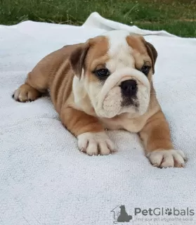 Photo №1. english bulldog - for sale in the city of Вилкавишкис | 300$ | Announcement № 40972