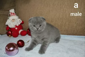 Photo №1. scottish fold - for sale in the city of Dnipro | Negotiated | Announcement № 5819