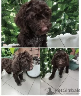 Additional photos: Lagotto Romagnolo puppies for sale